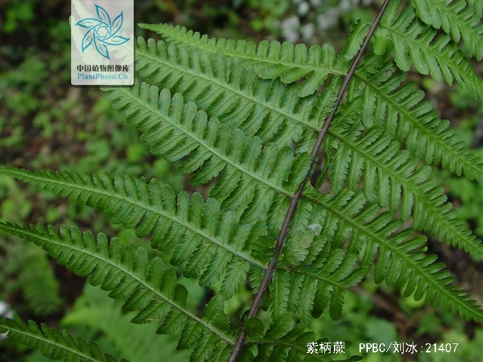  p>紫柄蕨,蕨类植物,广泛分布于长江以南各省区东至台湾,西南达云南