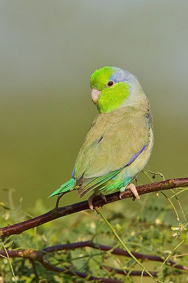  p>太平洋鹦哥(学名: i>forpus coelestis /i>)是一种小鹦鹉,体羽主要