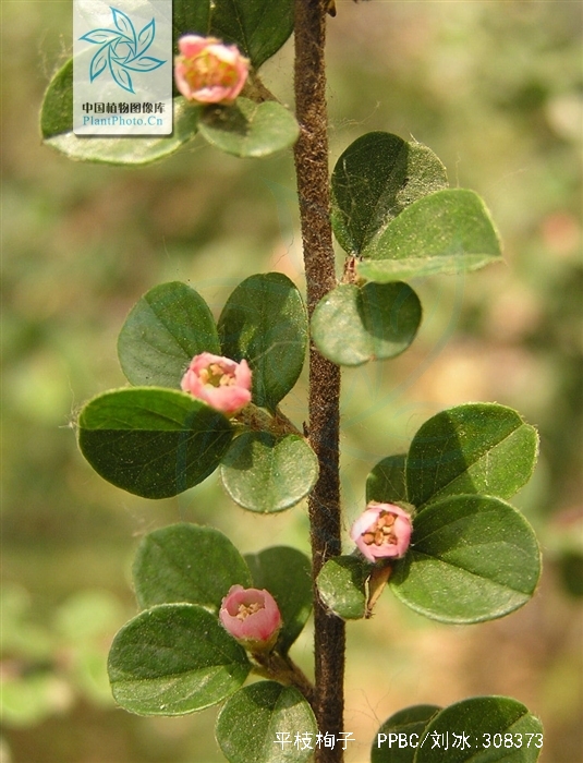 平枝栒子