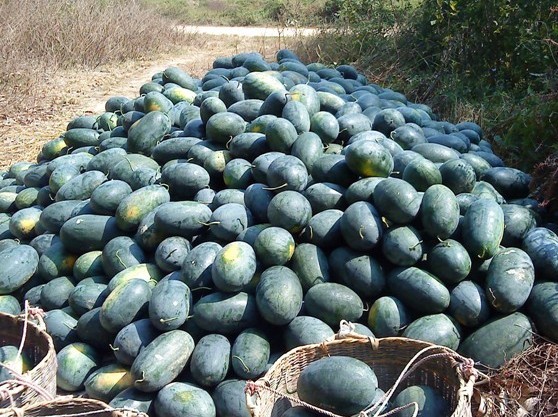 陆丰市西南镇西山村