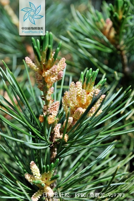  p>日本五针松(学名: i>pinus parviflora /i>)是松科松属的植物,乔木