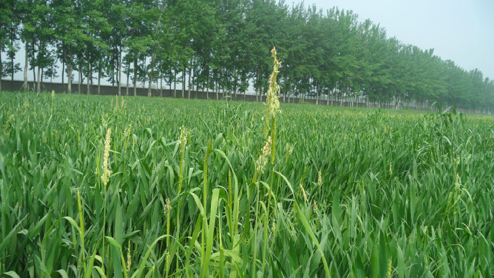  p>短芒大麦草(学名: i>hordeum brevisubulatum  /i>(trin.