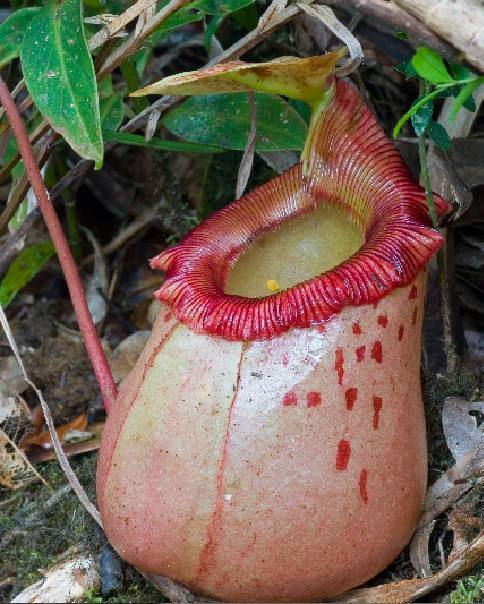  p>辛布亚猪笼草( b>nepenthes sibuyanensis /b>)是以菲律宾辛布亚岛