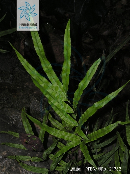  p>凤尾蕨(学名: i>pteris cretica l. var. nervosa /i>  (thunb.