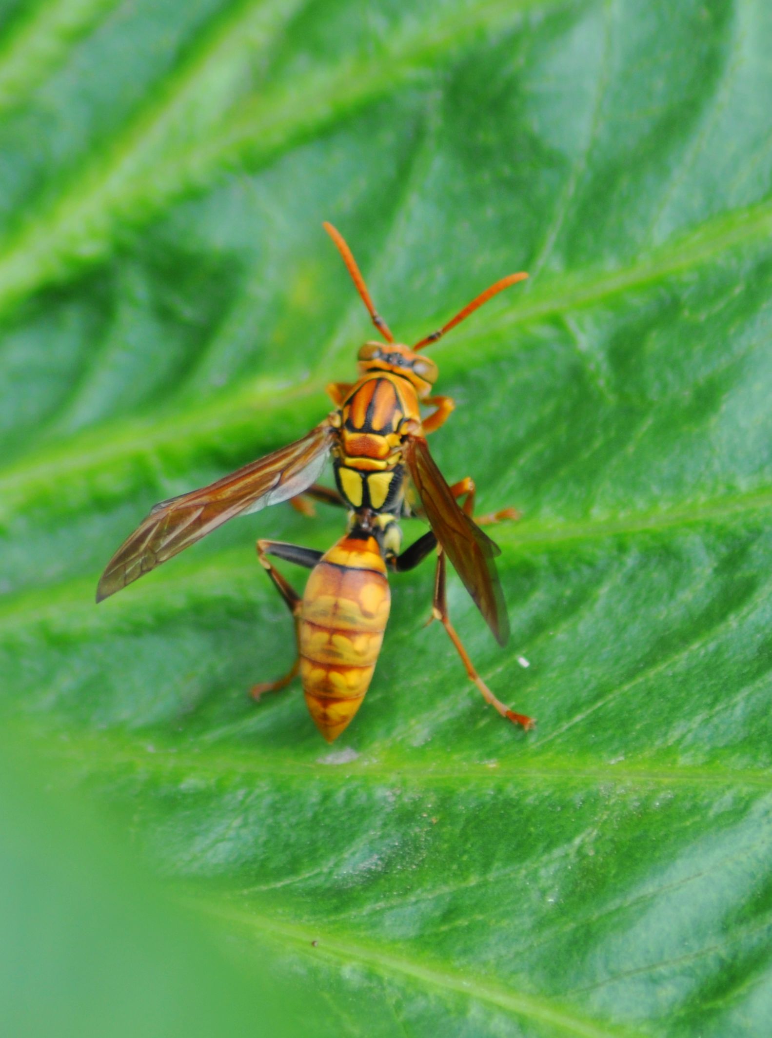  p>普通长脚马蜂是马蜂科昆虫.