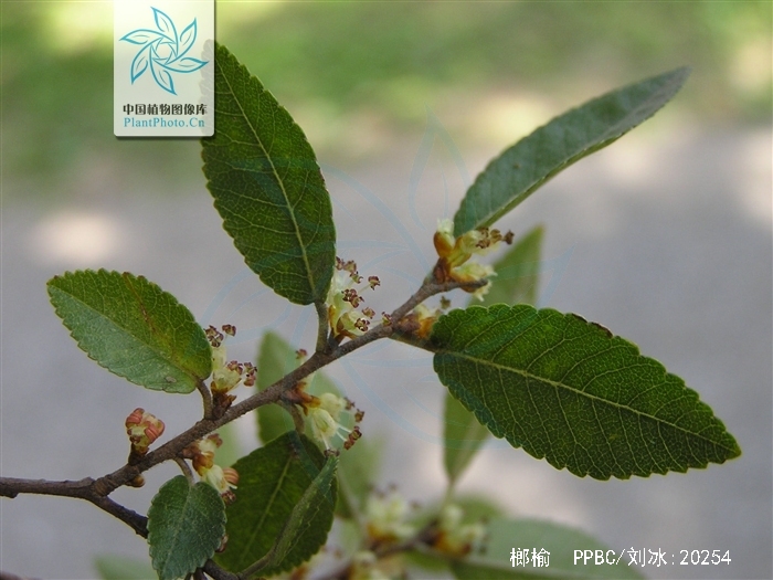  p>榔榆(拉丁学名: i>ulmus parvifolia jacq /i>)别称:小叶榆.