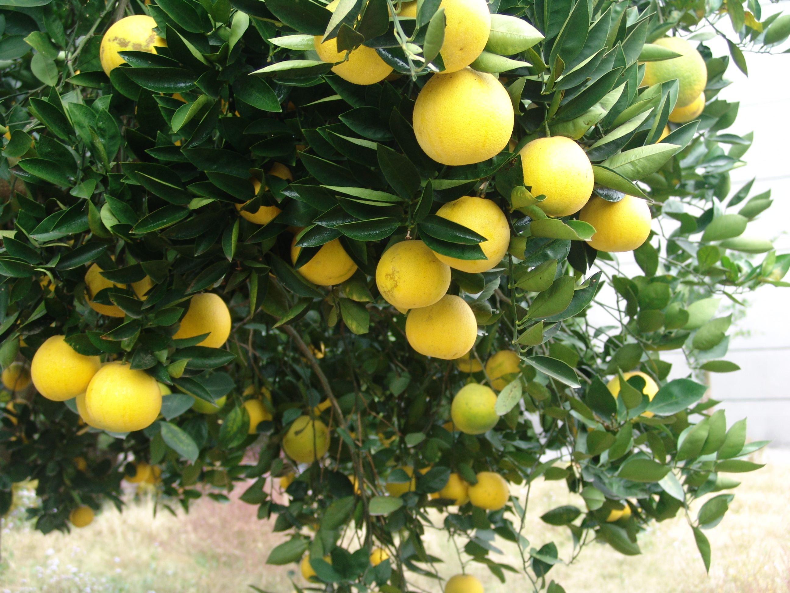 衢州常山胡柚的做法(常山胡柚的功效与作用) - 123生活百科