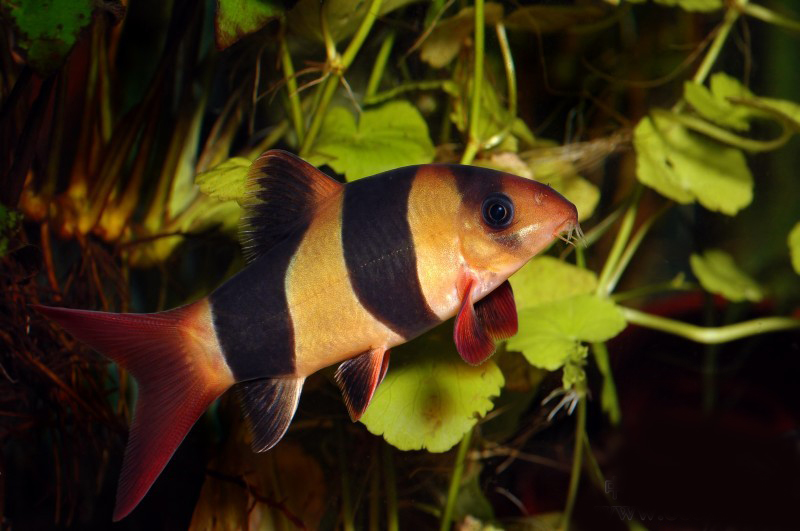  p>三间鼠鱼,分布于东部,西部,品种丰富.