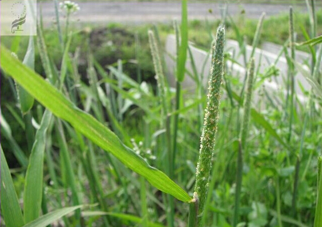 alopecurus japonicus steud.