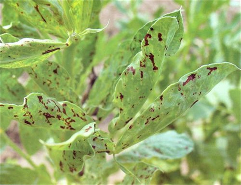 蚕豆萎蔫病毒病