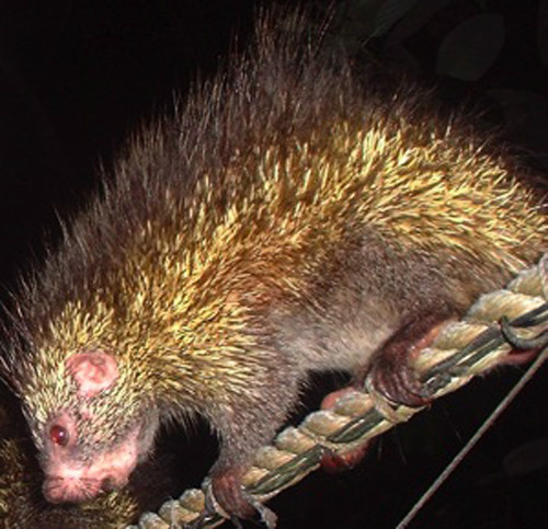 bicolor-spined porcupine