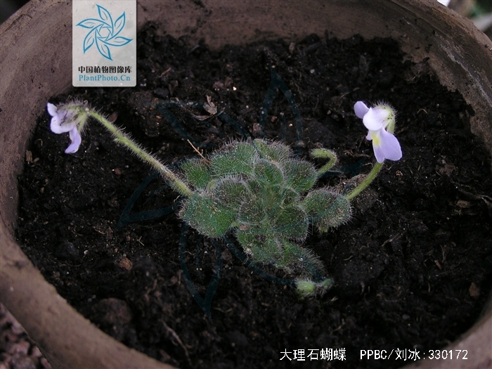 大理石蝴蝶
