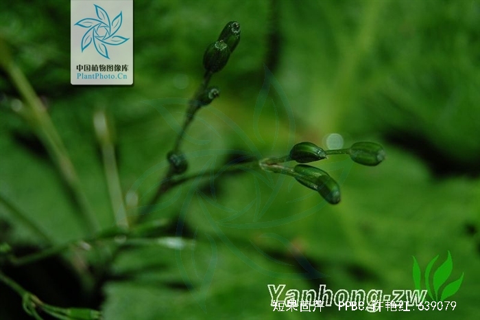  p>短果茴芹(学名: i>pimpinella brachycarpa /i> (kom.