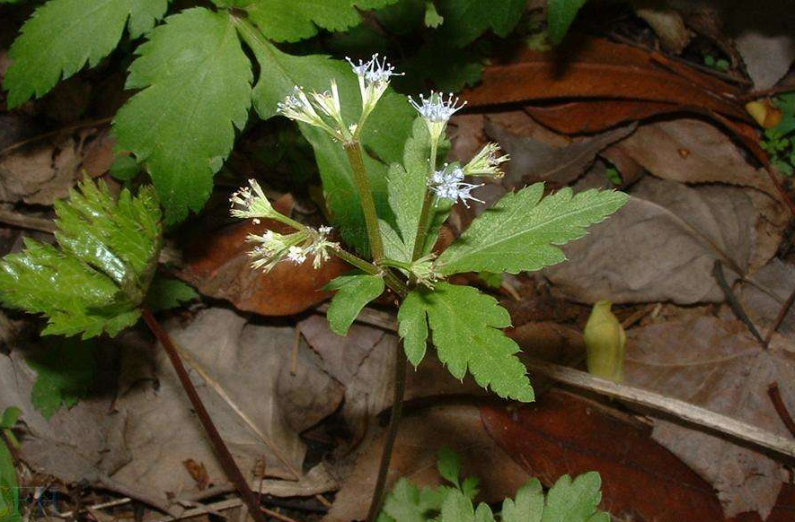  p>台湾变豆菜, a target="_blank" href="/item/多年生/207889" data