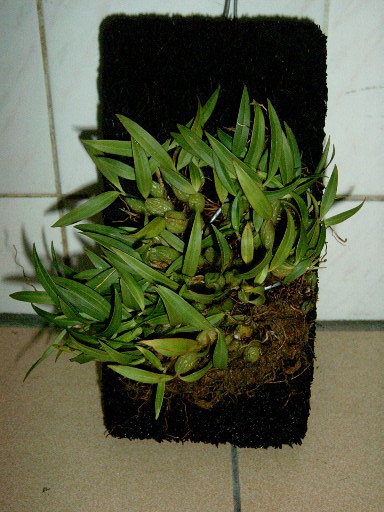 pholidota wenshanica s. c. chen et z. h. tsi.