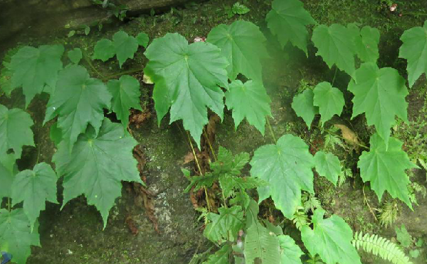  p>一点血,中药名.