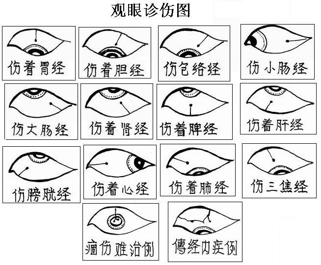 白睛诊