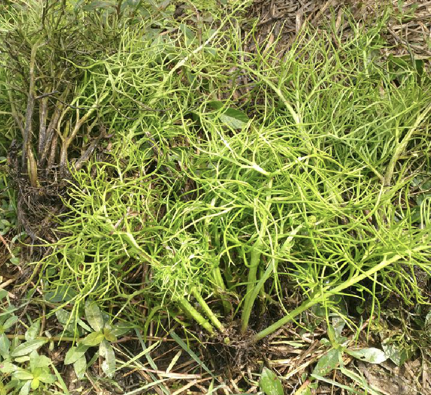  p>粗梗水蕨(学名: i>ceratopteris pteridoides /i> (hook.) hieron.