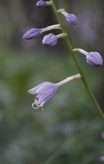 以玉簪为食 真正的秀色可餐 百科ta说