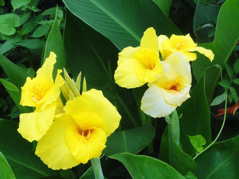 canna indica flava