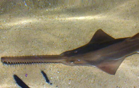  p>小齿锯鳐(学名: i>pristis microdon /i>)是锯鳐科,锯鳐属鱼类.