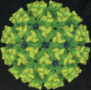  p>急性脊髓前角灰质炎(acuteanteriorpoliomyelitis)是由 a target="