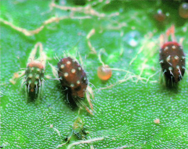  p>昆虫名,为同翅目:蚧总科:盾蚧科.分布在沪,苏,浙,台,晋,陕等地.