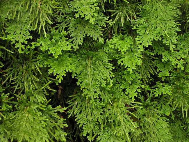  p>旱生卷柏(学名:selaginella stauntoniana spring)是卷柏科卷柏属 