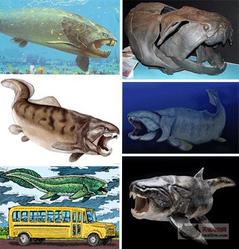  p>邓氏鱼(dunkleosteus terrelli),是一种活于泥盆纪时代(距今约3.