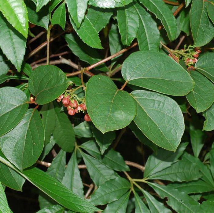  p>大花青藤 英文名 :illigera grandiflora w. w. sm. et j. f.