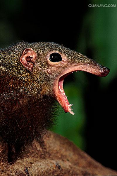 体长26-41厘米,体重50-270克,头部到身体的长度为12-21厘米,尾长约14