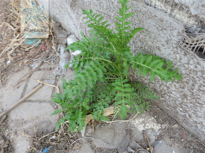  p>欧亚蔊菜(rorippa sylvestris (l.) besser),十字花科蔊菜属植物.