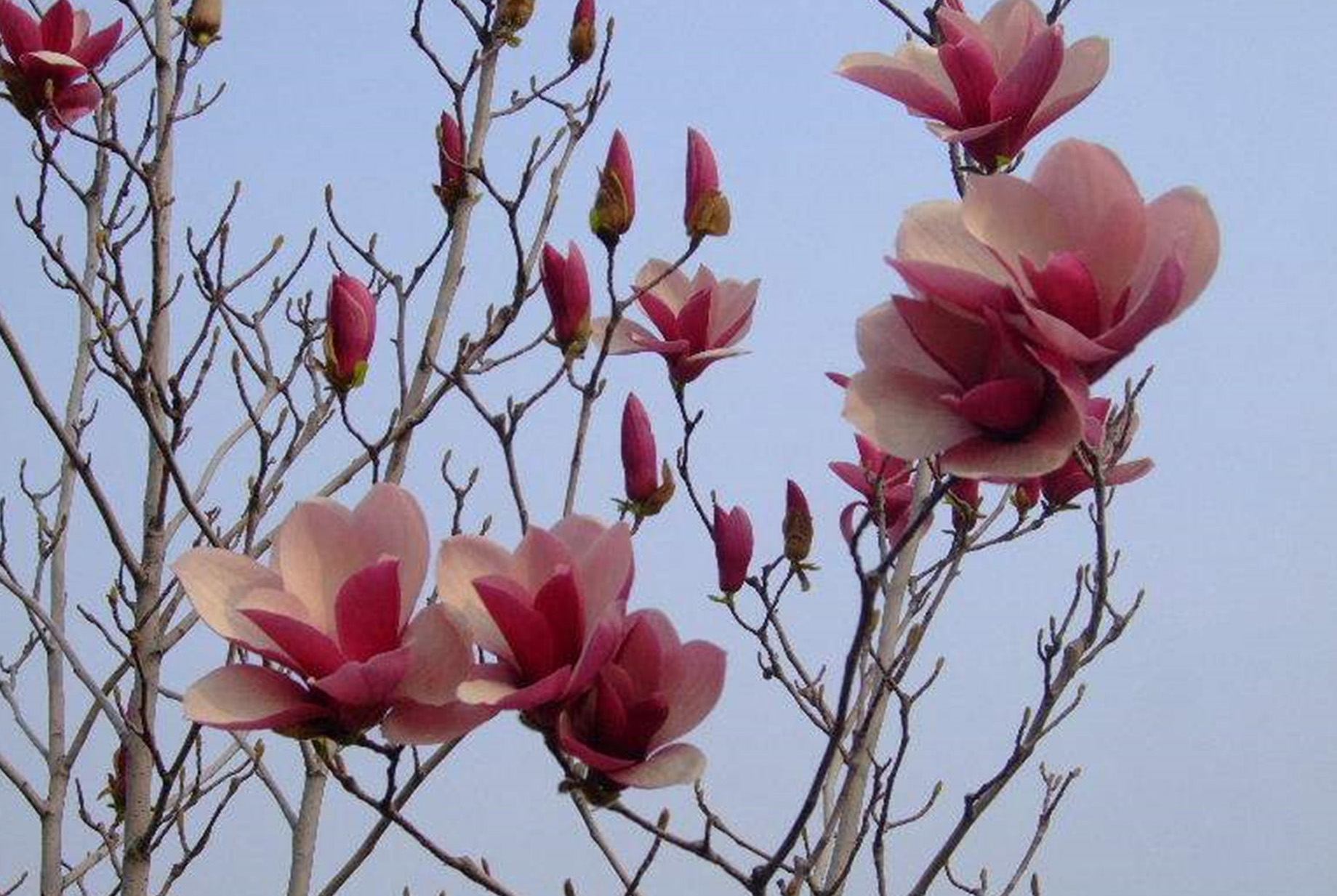  p>宝华玉兰(拉丁学名: i>magnolia zenii /i> cheng ),为中国的特有