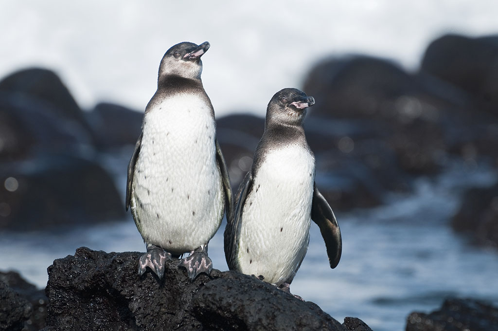 加拉帕戈斯企鹅