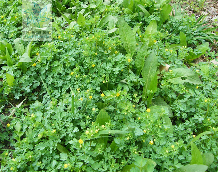  p>laptopyrum reichb 蓝堇草属,毛茛科,只有 a target="_blank" href