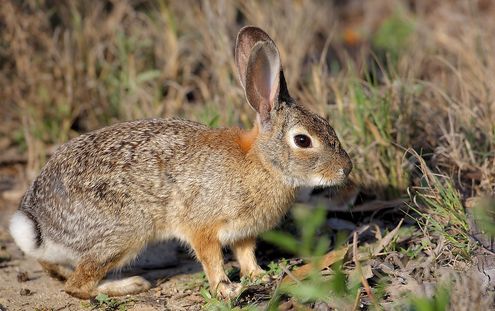 lepus sinensis formosus thomas
