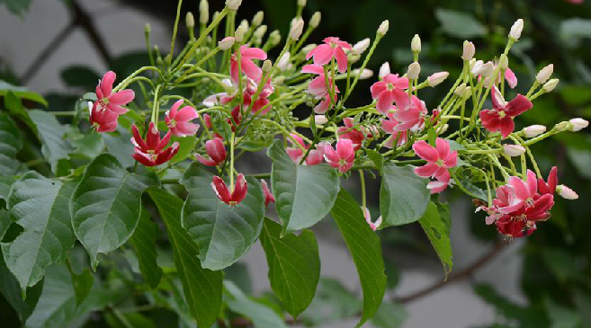 为使君子科植物使君子 i>quisqualis indica  /i>l.的叶.