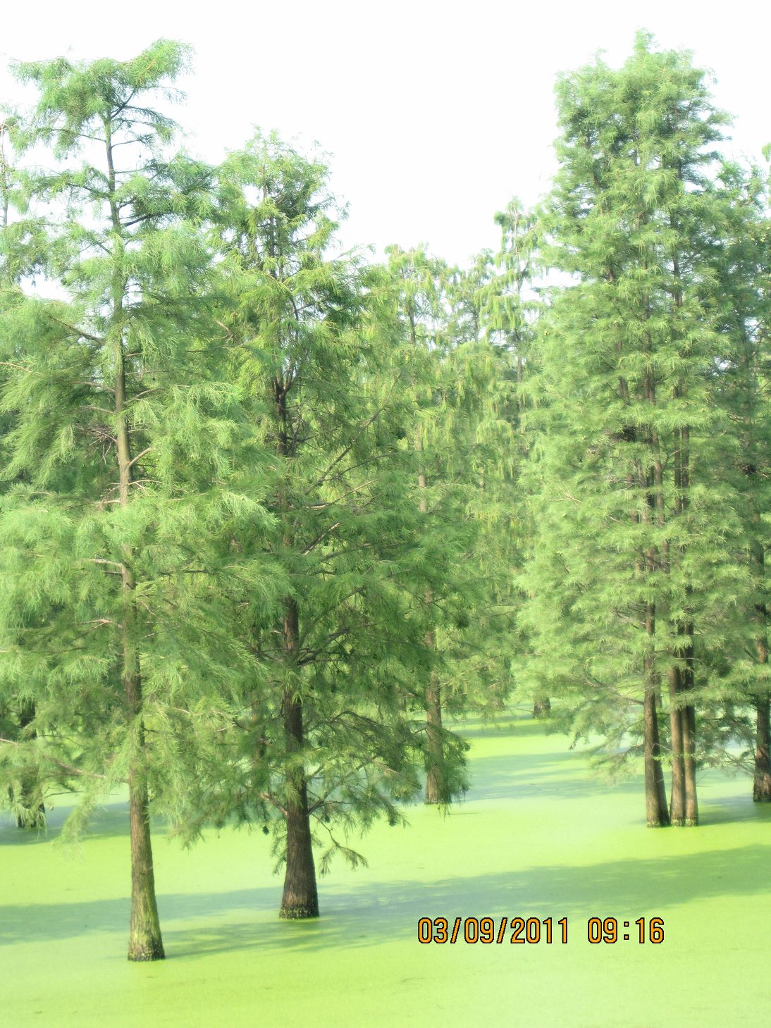 杉树(杉树有哪些品种)