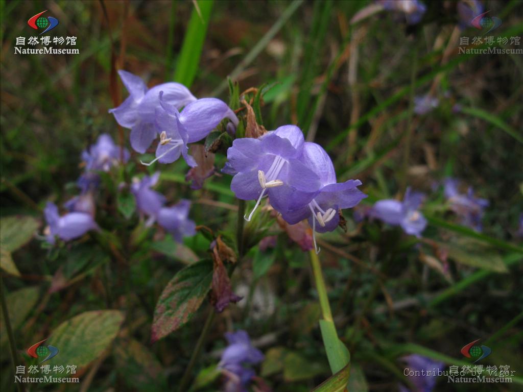  p>紫云菜属(学名:strobilanthes bl. s. l.