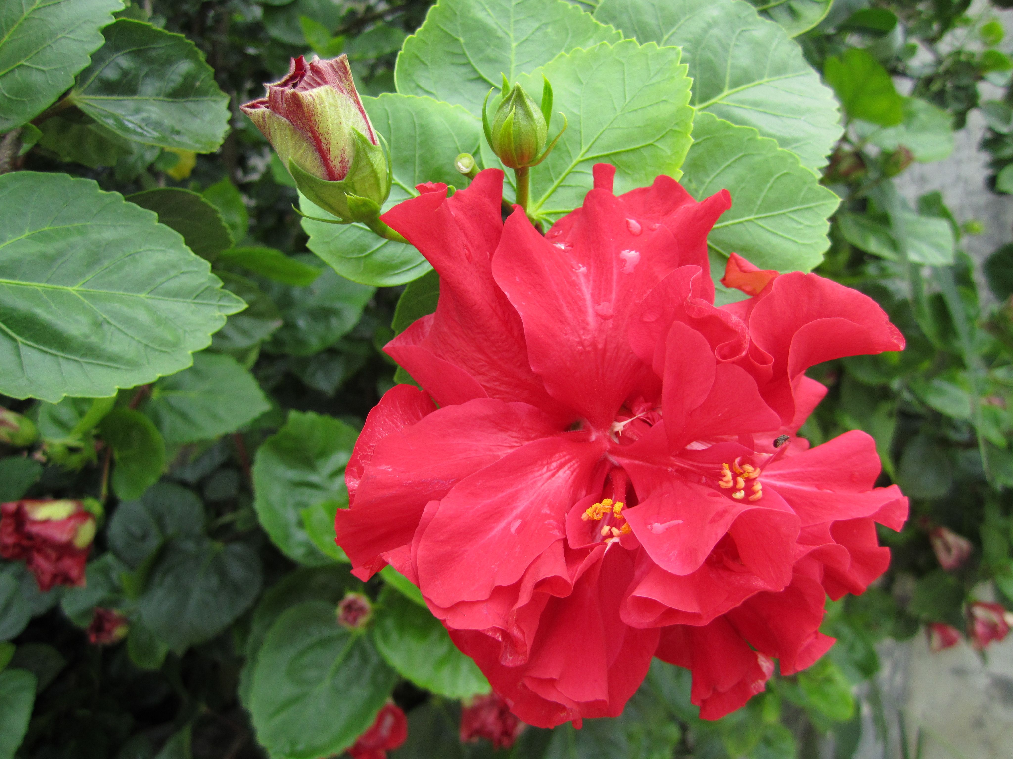扶桑花