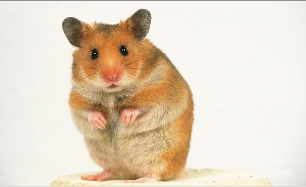 href="/item/鼠亚科">鼠亚科 /a>murinae;除了人为扩散的种类外,自然