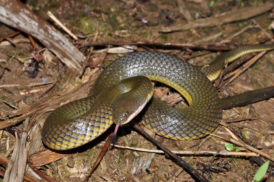  p>中国水蛇(学名: i>enhydris chinensis /i>)是 a href="#" data