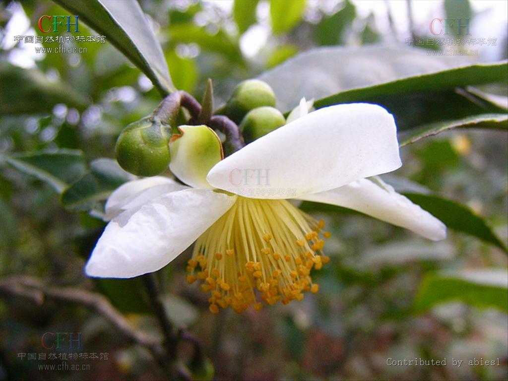  p>茶树,原名:茶,拉丁文名: i>camellia sinensis /i> (l.) o. ktze.