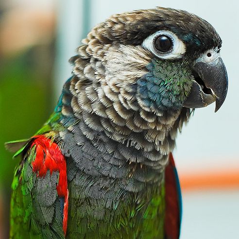 绯红腹锥尾鹦鹉