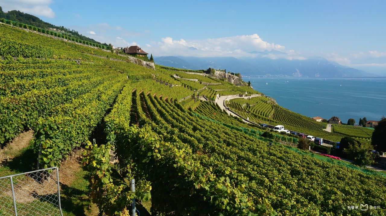 拉沃梯田葡萄园
