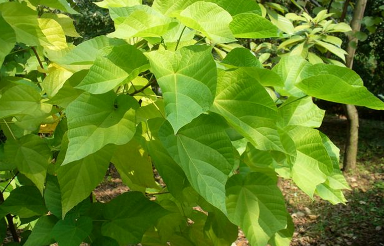  p>海南椴(学名: i>hainania trichosperma /i> merr.