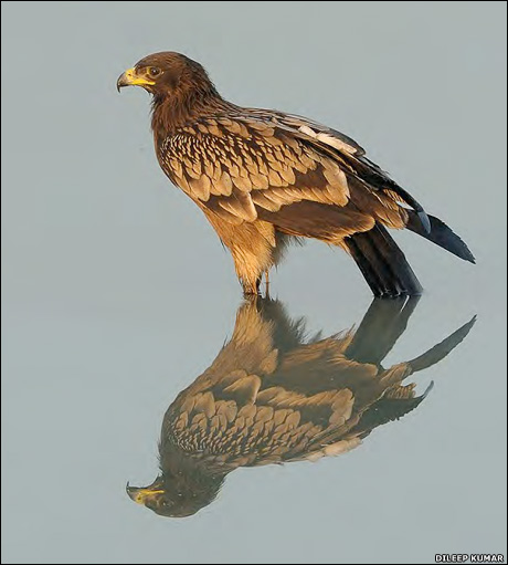  /i>pallas),别名 a target="_blank" href="/item/花雕/3069784"