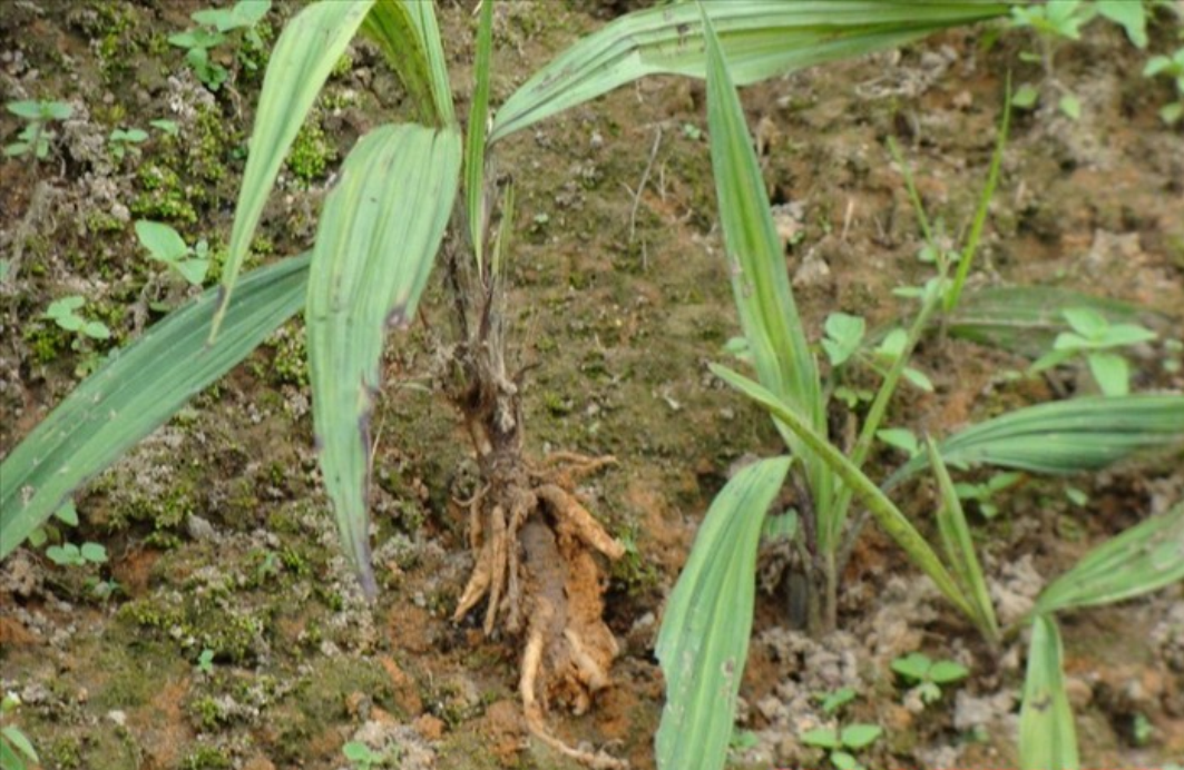 茎直立,全株被毛. /p>