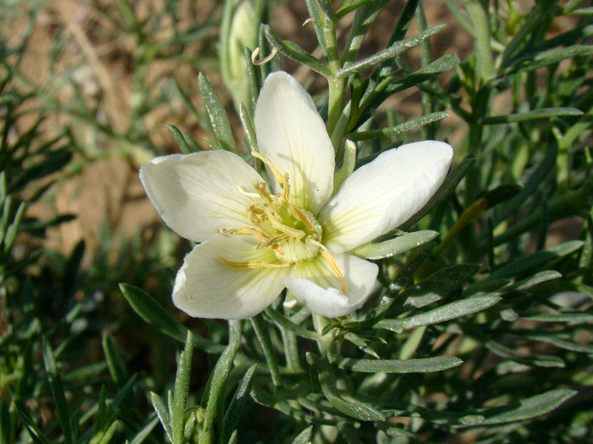  p>多裂骆驼蓬(学名: i>peganum multisectum /i> (maxim.) bobr.