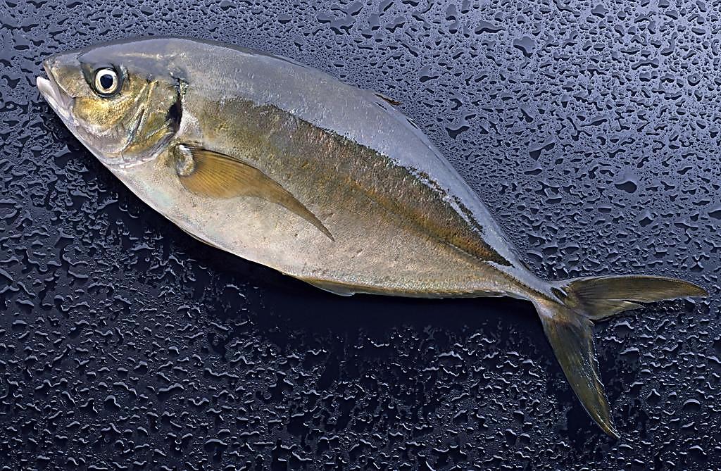  p>海鱼,读音hǎi yú,生活在海里的鱼,如 a href="#" data-lemmaid="